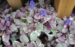 Burgundy Glow Ajuga (Bugleweed) - 6-Pack Of Pint Pots -Outlet Drip Mingle Store ajuga burgundy glow 1