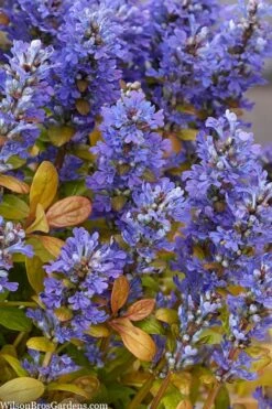 Fancy Finch Ajuga (Bugleweed) - 5 Pack Of Quart Pots -Outlet Drip Mingle Store ajuga fancy finch 10