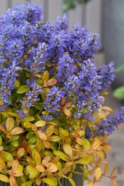 Fancy Finch Ajuga (Bugleweed) - 5 Pack Of Quart Pots -Outlet Drip Mingle Store ajuga fancy finch 12