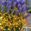 Fancy Finch Ajuga (Bugleweed) - 5 Pack Of Quart Pots -Outlet Drip Mingle Store ajuga fancy finch 13