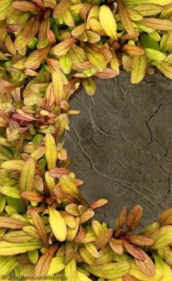 Fancy Finch Ajuga (Bugleweed) - 5 Pack Of Quart Pots -Outlet Drip Mingle Store ajuga fancy finch 5