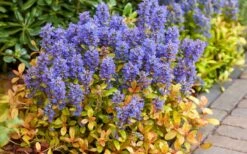 Fancy Finch Ajuga (Bugleweed) - 5 Pack Of Quart Pots -Outlet Drip Mingle Store ajuga fancy finch 7