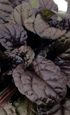 Fierce Falcon Ajuga (Bugleweed) - 5 Pack Of Quart Pots -Outlet Drip Mingle Store ajuga fierce falcon 3