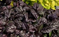 Fierce Falcon Ajuga (Bugleweed) - 5 Pack Of Quart Pots -Outlet Drip Mingle Store ajuga fierce falcon 4