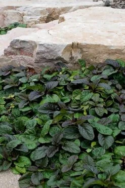 Bronze Beauty Ajuga (Bugleweed) - 6 Pack Of 3.5" Pint Pots -Outlet Drip Mingle Store ajuga reptans bronze beauty bugleweed 100