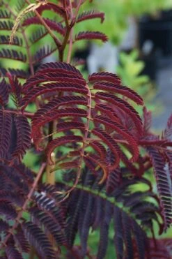 Summer Chocolate Mimosa Tree - 5 Gallon Pot -Outlet Drip Mingle Store albizia julibrissin summer chocolate mimosa tree 4