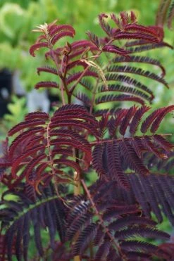 Summer Chocolate Mimosa Tree - 5 Gallon Pot -Outlet Drip Mingle Store albizia julibrissin summer chocolate mimosa tree 5