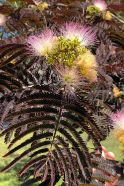 Summer Chocolate Mimosa Tree - 5 Gallon Pot -Outlet Drip Mingle Store albizia julibrissin summer chocolate mimosa tree 7