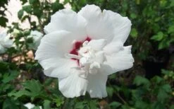 Morning Star Rose Of Sharon (Single Trunk Tree) - 7 Gallon Pot (3-4') -Outlet Drip Mingle Store altheamorningstar 1