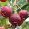 Shadblow Serviceberry Tree (Amelanchier Canadensis) - 5 Gallon Pot 2 Shadblow Serviceberry Tree (Amelanchier Canadensis) - 5 Gallon Pot -Outlet Drip Mingle Store amelanchier arborea shadblow serviceberry berries 2
