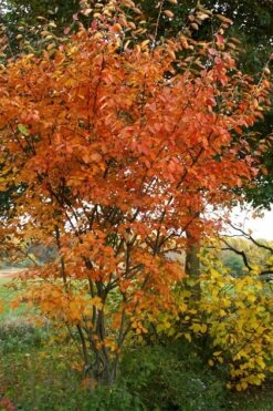 Shadblow Serviceberry Tree (Amelanchier Canadensis) - 3 Pack Of 1.5 Quart Pots -Outlet Drip Mingle Store amelanchier arborea shadblow serviceberry fall foliage 2