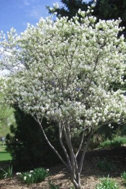 Shadblow Serviceberry Tree (Amelanchier Canadensis) - 3 Pack Of 1.5 Quart Pots -Outlet Drip Mingle Store amelanchier arborea shadblow serviceberry tree 2 2