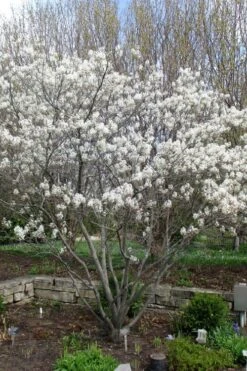 Shadblow Serviceberry Tree (Amelanchier Canadensis) - 3 Gallon Pot -Outlet Drip Mingle Store amelanchier arborea shadblow serviceberry tree 3 1