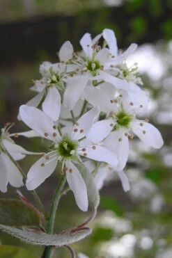 Autumn Brilliance Serviceberry Tree - 1 Gallon Pot 15 Autumn Brilliance Serviceberry Tree - 1 Gallon Pot -Outlet Drip Mingle Store amelanchier grandiflora autumn brilliance serviceberry 1 1