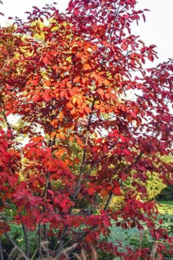 Autumn Brilliance Serviceberry Tree - 1 Gallon Pot 19 Autumn Brilliance Serviceberry Tree - 1 Gallon Pot -Outlet Drip Mingle Store amelanchier grandiflora autumn brilliance serviceberry 3 1