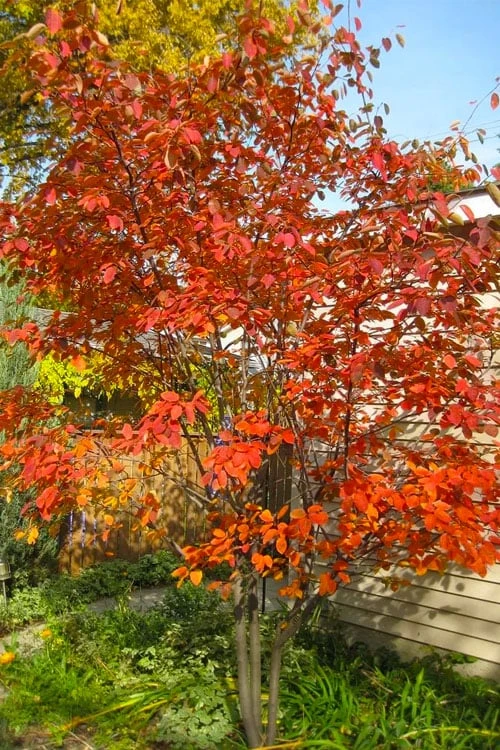 Autumn Brilliance Serviceberry Tree - 1 Gallon Pot 3 Autumn Brilliance Serviceberry Tree - 1 Gallon Pot