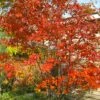 Autumn Brilliance Serviceberry Tree - 3 Gallon Pot 1 Autumn Brilliance Serviceberry Tree - 3 Gallon Pot -Outlet Drip Mingle Store amelanchier grandiflora autumn brilliance serviceberry 4