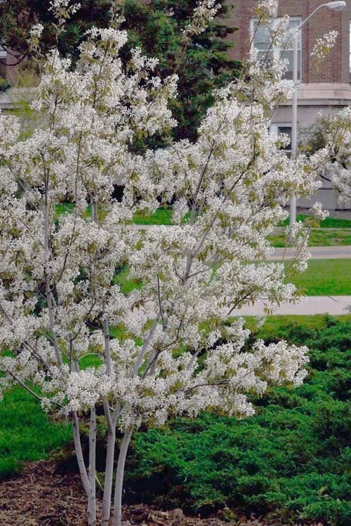 Autumn Brilliance Serviceberry Tree - 1 Gallon Pot 8 Autumn Brilliance Serviceberry Tree - 1 Gallon Pot - Image 6