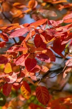Autumn Brilliance Serviceberry Tree - 1 Gallon Pot 17 Autumn Brilliance Serviceberry Tree - 1 Gallon Pot -Outlet Drip Mingle Store amelanchier grandiflora autumn brilliance serviceberry 9 1