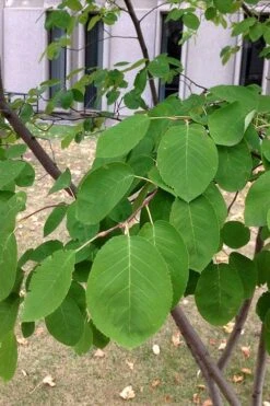 Allegheny Serviceberry Tree (Amelanchier Laevis) - 3 Gallon Pot -Outlet Drip Mingle Store amelanchier laevis allegheny serviceberry 4