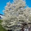 Allegheny Serviceberry Tree (Amelanchier Laevis) - 3 Gallon Pot 2 Allegheny Serviceberry Tree (Amelanchier Laevis) - 3 Gallon Pot -Outlet Drip Mingle Store amelanchier laevis allegheny serviceberry 5