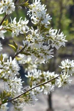 Allegheny Serviceberry Tree (Amelanchier Laevis) - 3 Gallon Pot -Outlet Drip Mingle Store amelanchier laevis allegheny serviceberry 6