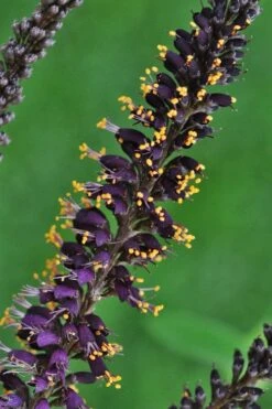 Indigo Bush (Amorpha Fruticosa) - 1 Gallon Pot -Outlet Drip Mingle Store amorpha fruticosa indigo bush 11