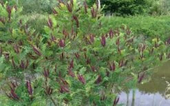 Indigo Bush (Amorpha Fruticosa) - 1 Gallon Pot -Outlet Drip Mingle Store amorpha fruticosa indigo bush 15