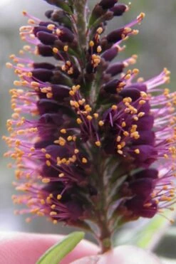 Indigo Bush (Amorpha Fruticosa) - 1 Gallon Pot -Outlet Drip Mingle Store amorpha fruticosa indigo bush 2