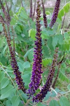 Indigo Bush (Amorpha Fruticosa) - 1 Gallon Pot -Outlet Drip Mingle Store amorpha fruticosa indigo bush 5