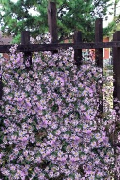 Climbing Aster (Ampelaster Carolianianus) - 1 Gallon Pot 16 Climbing Aster (Ampelaster Carolianianus) - 1 Gallon Pot -Outlet Drip Mingle Store ampelaster carolinianus climbiing aster 11