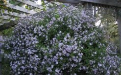 Climbing Aster (Ampelaster Carolianianus) - 1 Gallon Pot 15 Climbing Aster (Ampelaster Carolianianus) - 1 Gallon Pot -Outlet Drip Mingle Store ampelaster carolinianus climbiing aster 5