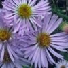 Climbing Aster (Ampelaster Carolianianus) - 1 Gallon Pot -Outlet Drip Mingle Store ampelaster carolinianus climbiing aster 6