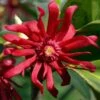 Florida Anise - Illicium Floridanum - 1 Gallon Pot -Outlet Drip Mingle Store anise florida 10