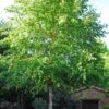 River Birch Tree (Single Trunk) - 3 Gallon Pot 1 River Birch Tree (Single Trunk) - 3 Gallon Pot -Outlet Drip Mingle Store betula nigra single trunk river birch 1