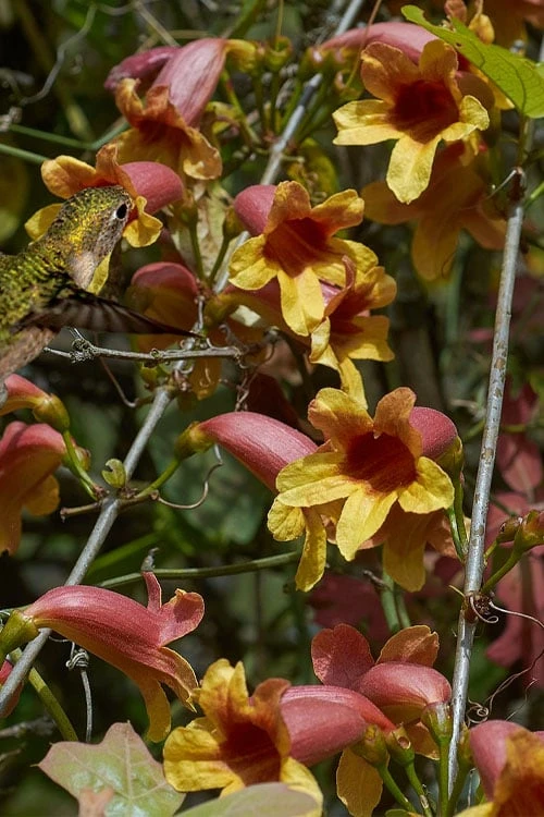 Crossvine (Bignonia Capreolata) - 3 Gallon Pot 8 Crossvine (Bignonia Capreolata) - 3 Gallon Pot - Image 6