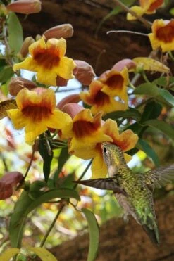 Crossvine (Bignonia Capreolata) - 3 Gallon Pot 12 Crossvine (Bignonia Capreolata) - 3 Gallon Pot -Outlet Drip Mingle Store bignonia capreolata crossvine 7