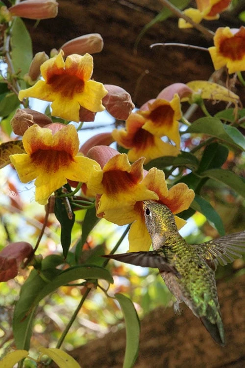 Crossvine (Bignonia Capreolata) - 3 Gallon Pot 7 Crossvine (Bignonia Capreolata) - 3 Gallon Pot - Image 5