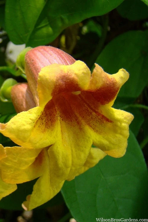 Crossvine (Bignonia Capreolata) - 3 Gallon Pot 3 Crossvine (Bignonia Capreolata) - 3 Gallon Pot