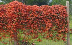 Tangerine Beauty Crossvine Bignonia - 5 Gallon Pot -Outlet Drip Mingle Store bignonia capreolata tangerine beauty crossvine 101