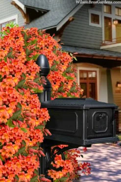 Tangerine Beauty Crossvine Bignonia - 5 Gallon Pot -Outlet Drip Mingle Store bignonia capreolata tangerine beauty crossvine 105