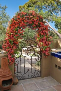 Tangerine Beauty Crossvine Bignonia - 5 Gallon Pot -Outlet Drip Mingle Store bignonia capreolata tangerine beauty crossvine 110