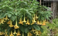 Yellow Angel's Trumpet (Brugmansia) - 1 Gallon Pot -Outlet Drip Mingle Store brugmansia candida yellow angels trumpet 4