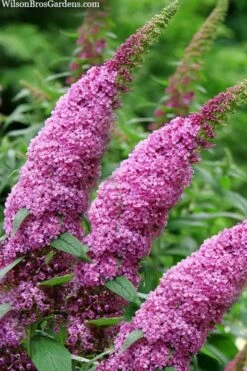 Pugster Pinker Butterfly Bush (Buddleia) - 3 Gallon Pot -Outlet Drip Mingle Store buddleai pugster pinker butterfly bush 1