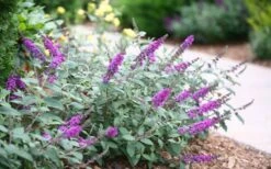 Lo & Behold Blue Chip Junior Butterfly Bush - 1 Gallon Pot -Outlet Drip Mingle Store buddleia blue chip junior butterfly bush 7