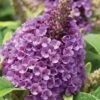 Dapper Lavender Butterfly Bush - 2 Gallon Pot