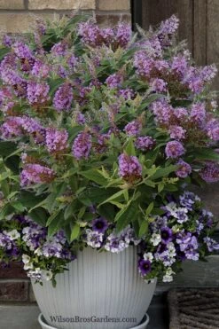 Dapper Lavender Butterfly Bush - 2 Gallon Pot -Outlet Drip Mingle Store buddleia davidii dapper lavender butterfly bush 3