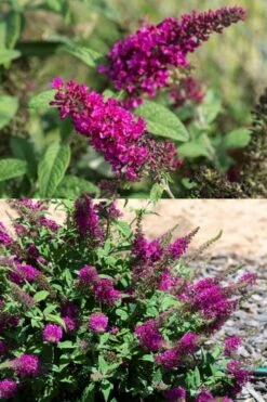 Summer Sips 'Sangria' Dwarf Butterfly Bush - 3 Gallon Pot -Outlet Drip Mingle Store buddleia summer sips sangria dwarf butterfly bush 2