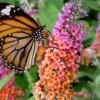 BiColor Butterfly Bush (Buddleia X Weyeriana) - 1 Gallon Pot -Outlet Drip Mingle Store butterfly bush bicolor 1