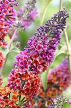 BiColor Butterfly Bush (Buddleia X Weyeriana) - 1 Gallon Pot -Outlet Drip Mingle Store butterfly bush bicolor 5